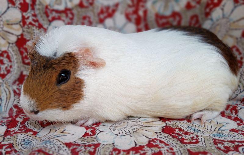 Enlarge Tina, an adoptable Short-Haired in Goleta, CA image 2/2