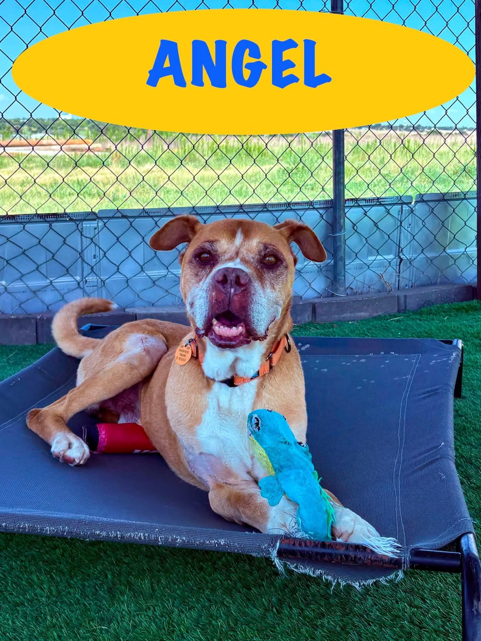 Angel, Adoptable, Senior Male Boxer & Mixed Breed.