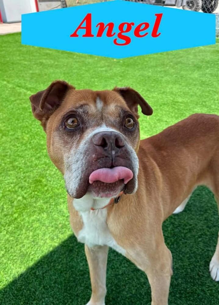 Angel, a Adoptable mixed breed in Evergreen, CO image 2/4