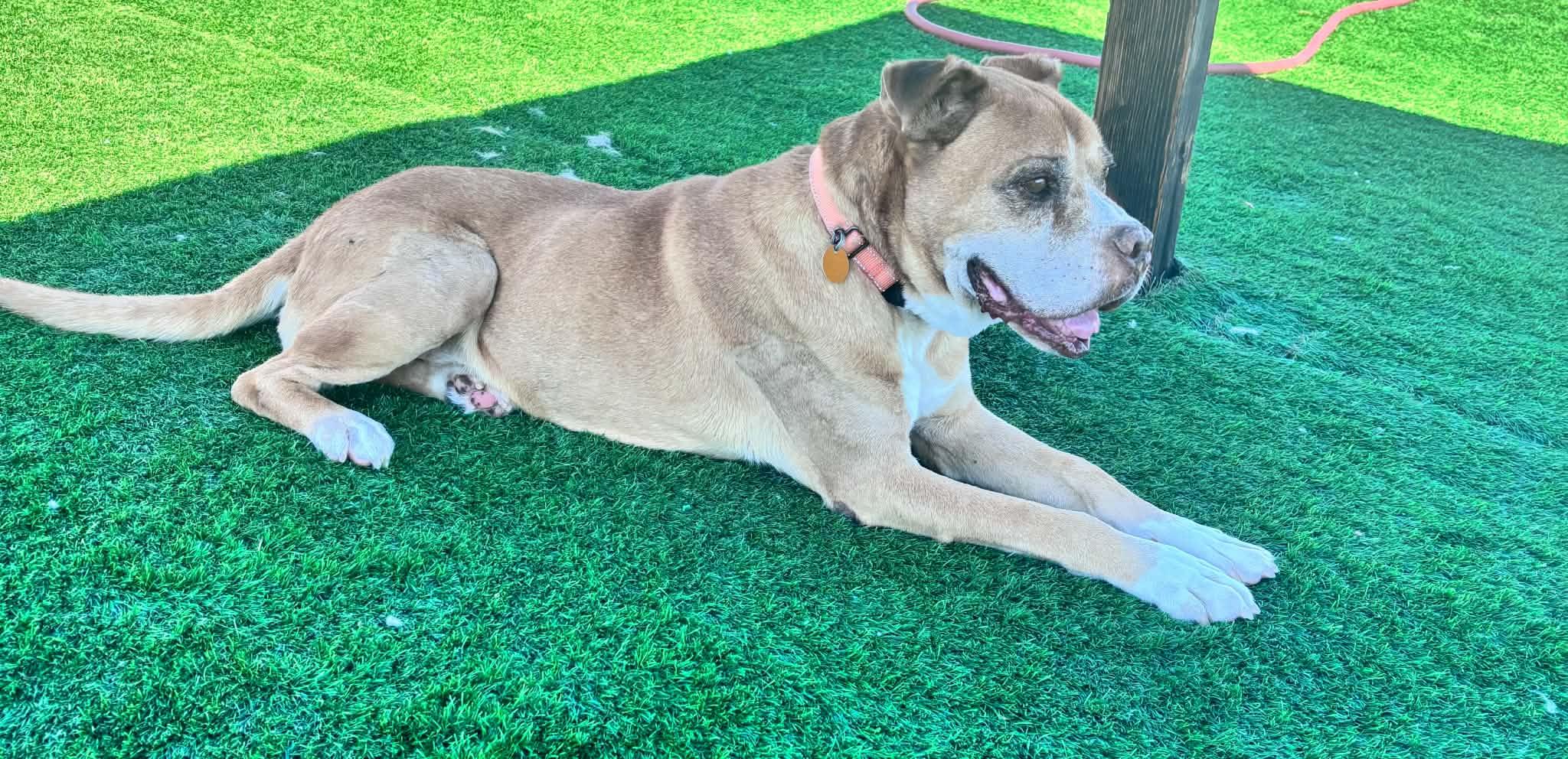 Enlarge Angel, a Adoptable mixed breed in Evergreen, CO image 5/6