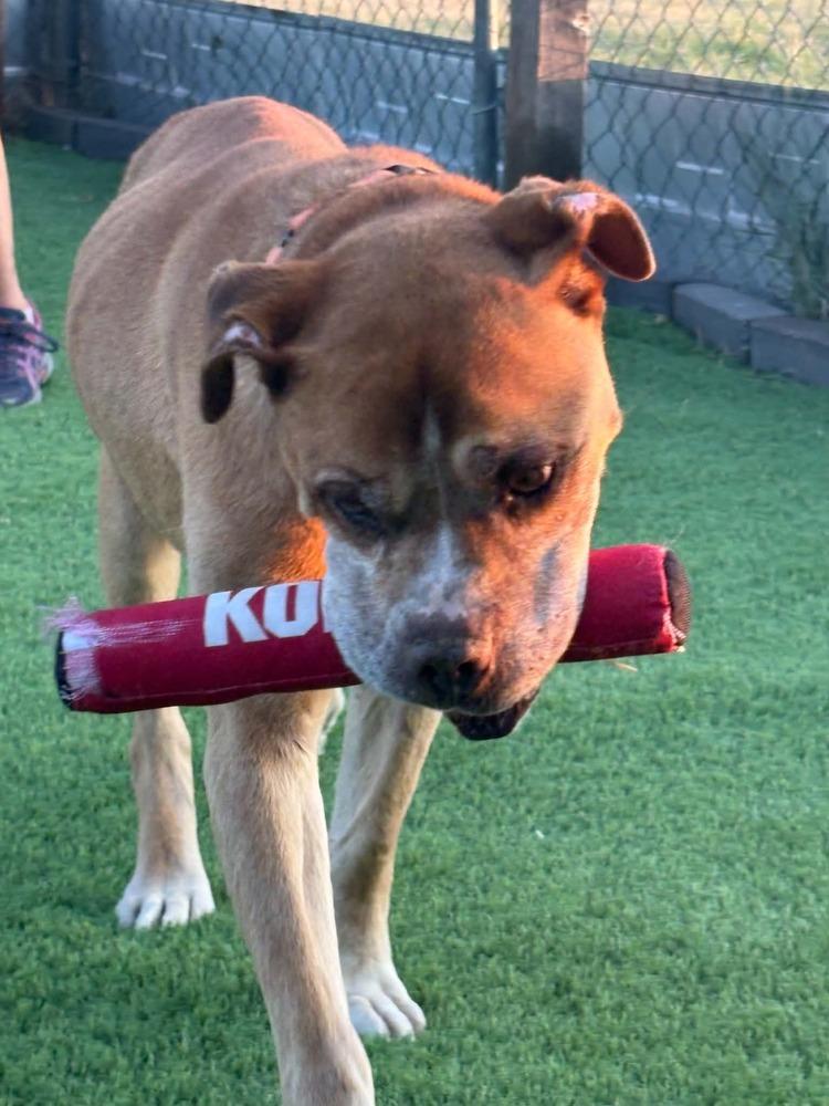 Angel, a Adoptable mixed breed in Evergreen, CO image 4/4