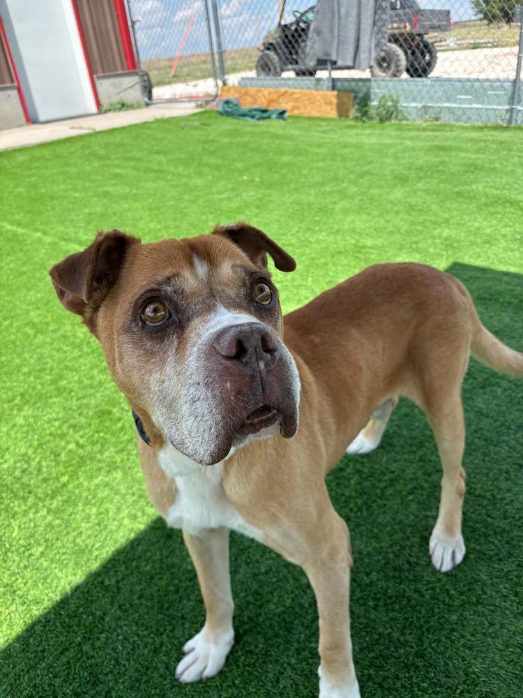 Angel, a Adoptable mixed breed in Evergreen, CO image 3/4