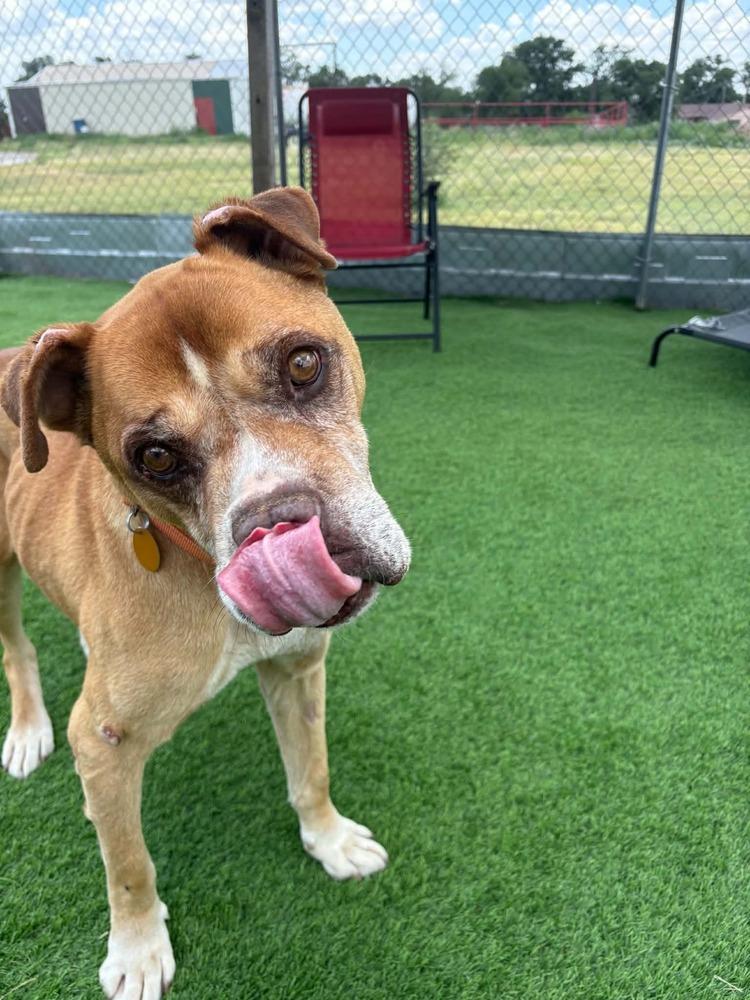 Angel, a Adoptable mixed breed in Evergreen, CO image 1/4