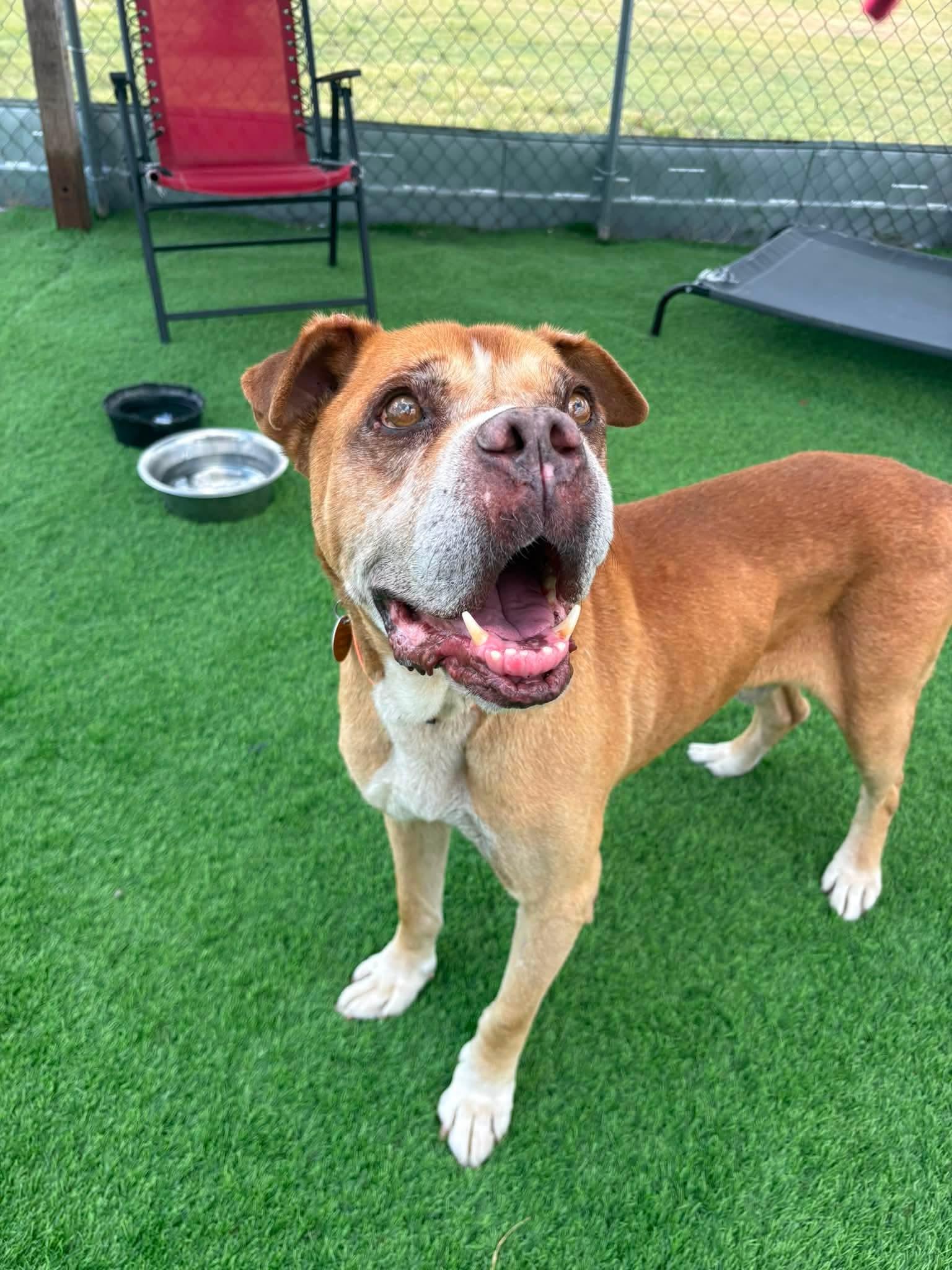 Enlarge Angel, a Adoptable mixed breed in Evergreen, CO image 6/6