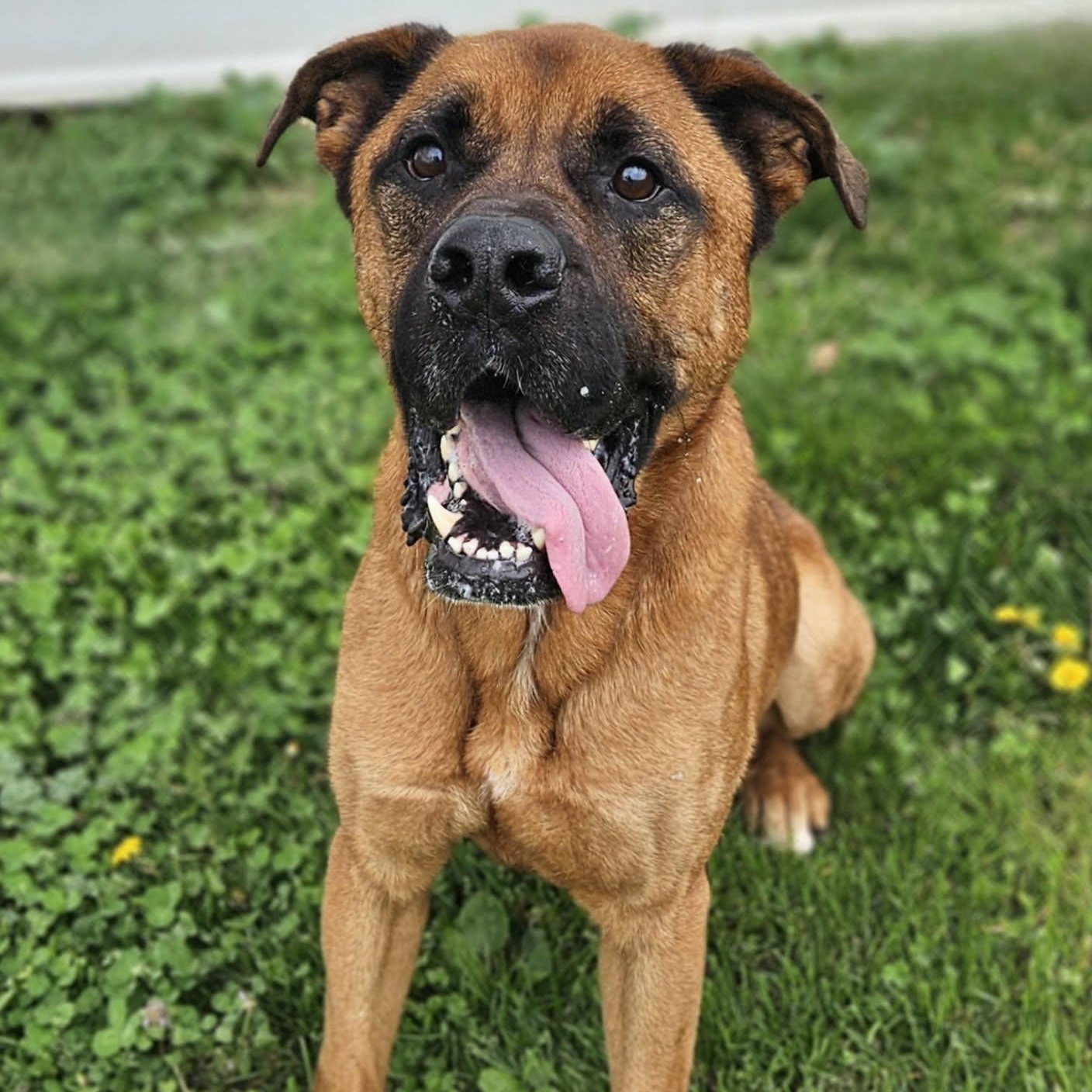 Enlarge Mason , an adoptable mixed breed in Wapakoneta, OH image 1/6