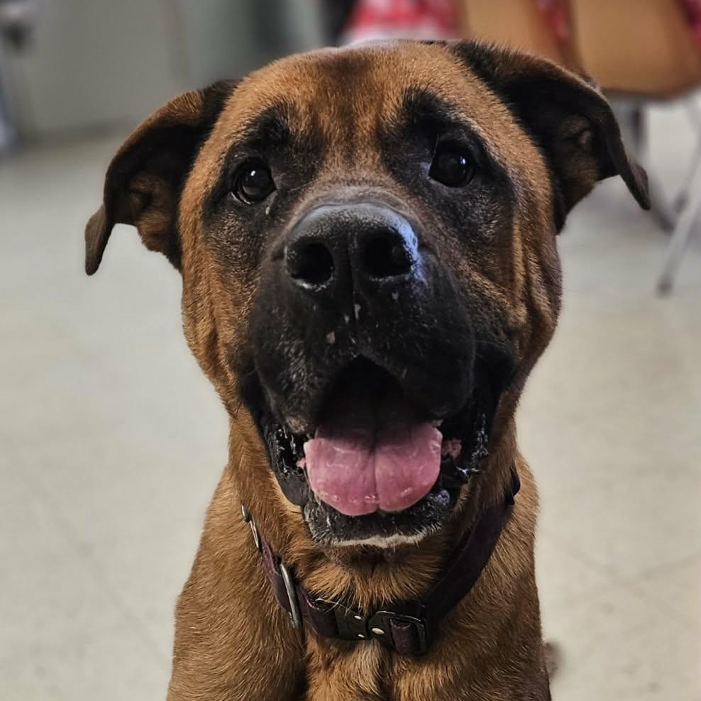 Mason , adoptable, Young Male German Shepherd Dog & Bullmastiff.