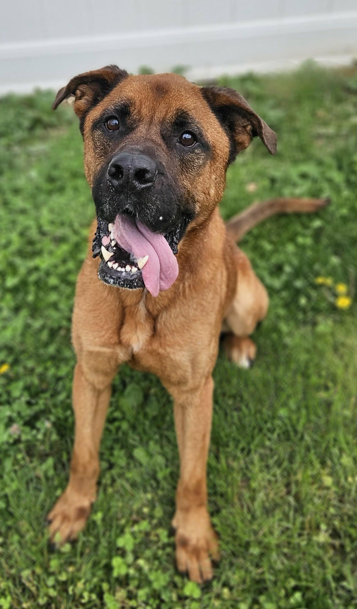 Enlarge Mason , an adoptable mixed breed in Wapakoneta, OH image 2/6