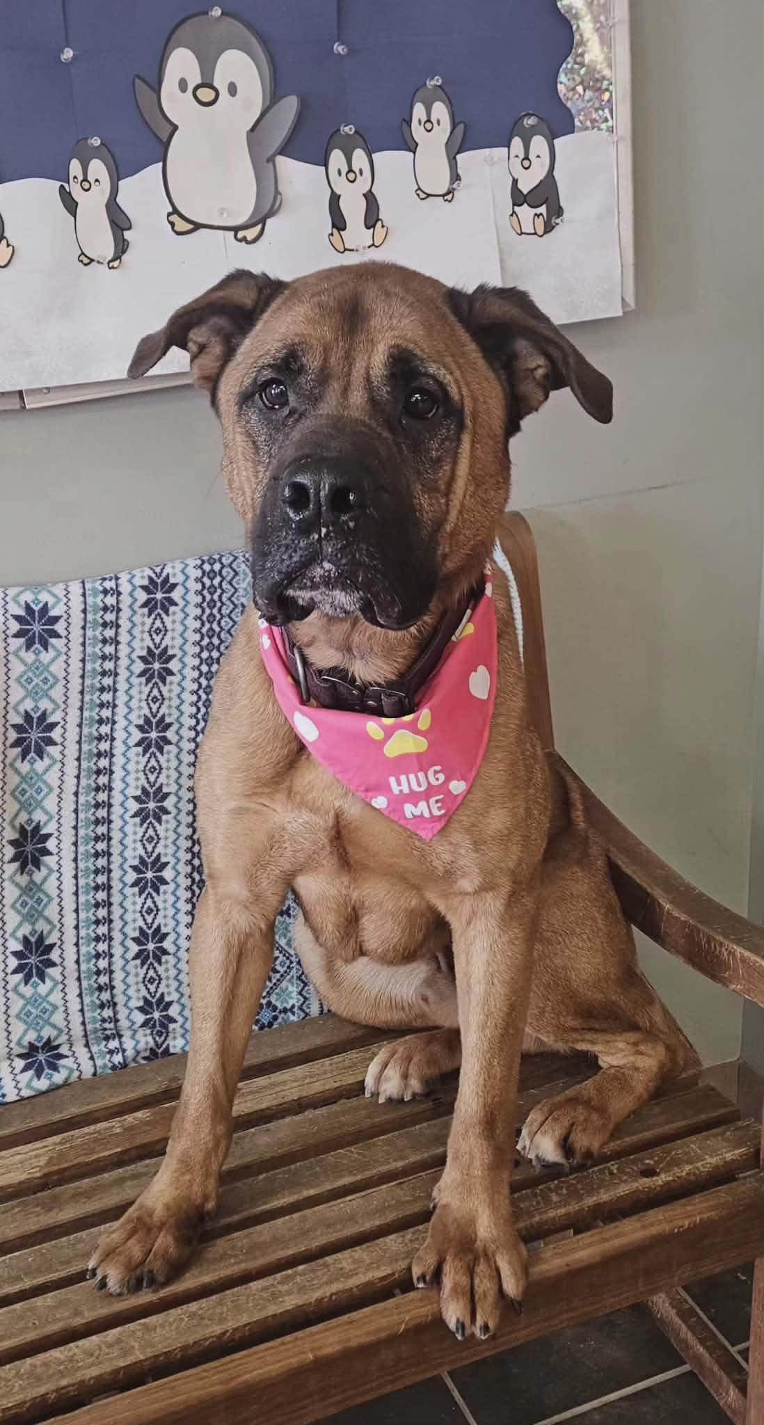 Enlarge Mason , an adoptable mixed breed in Wapakoneta, OH image 3/6