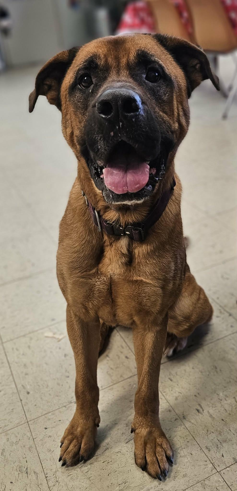 Enlarge Mason , an adoptable mixed breed in Wapakoneta, OH image 2/6