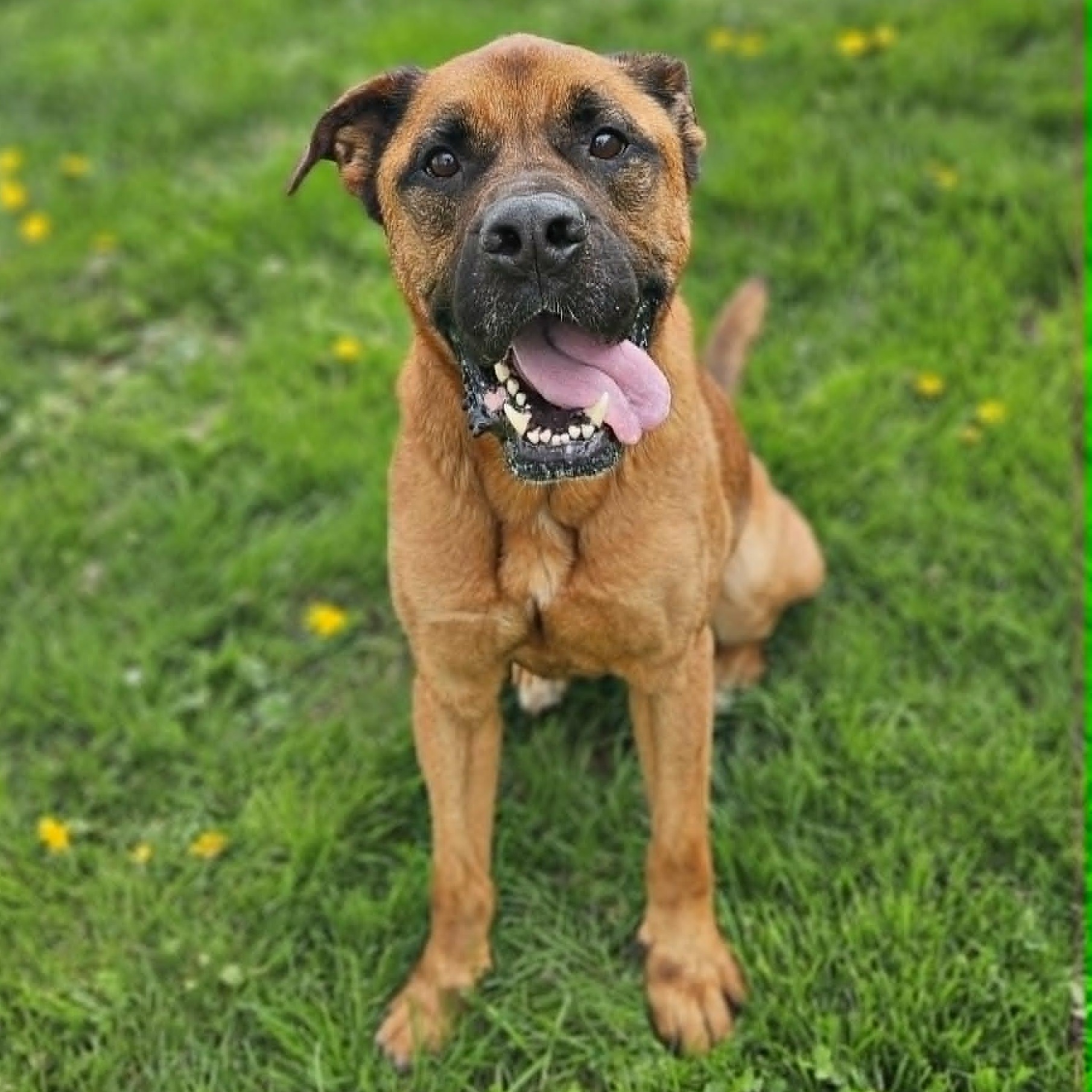 Enlarge Mason , an adoptable mixed breed in Wapakoneta, OH image 3/6