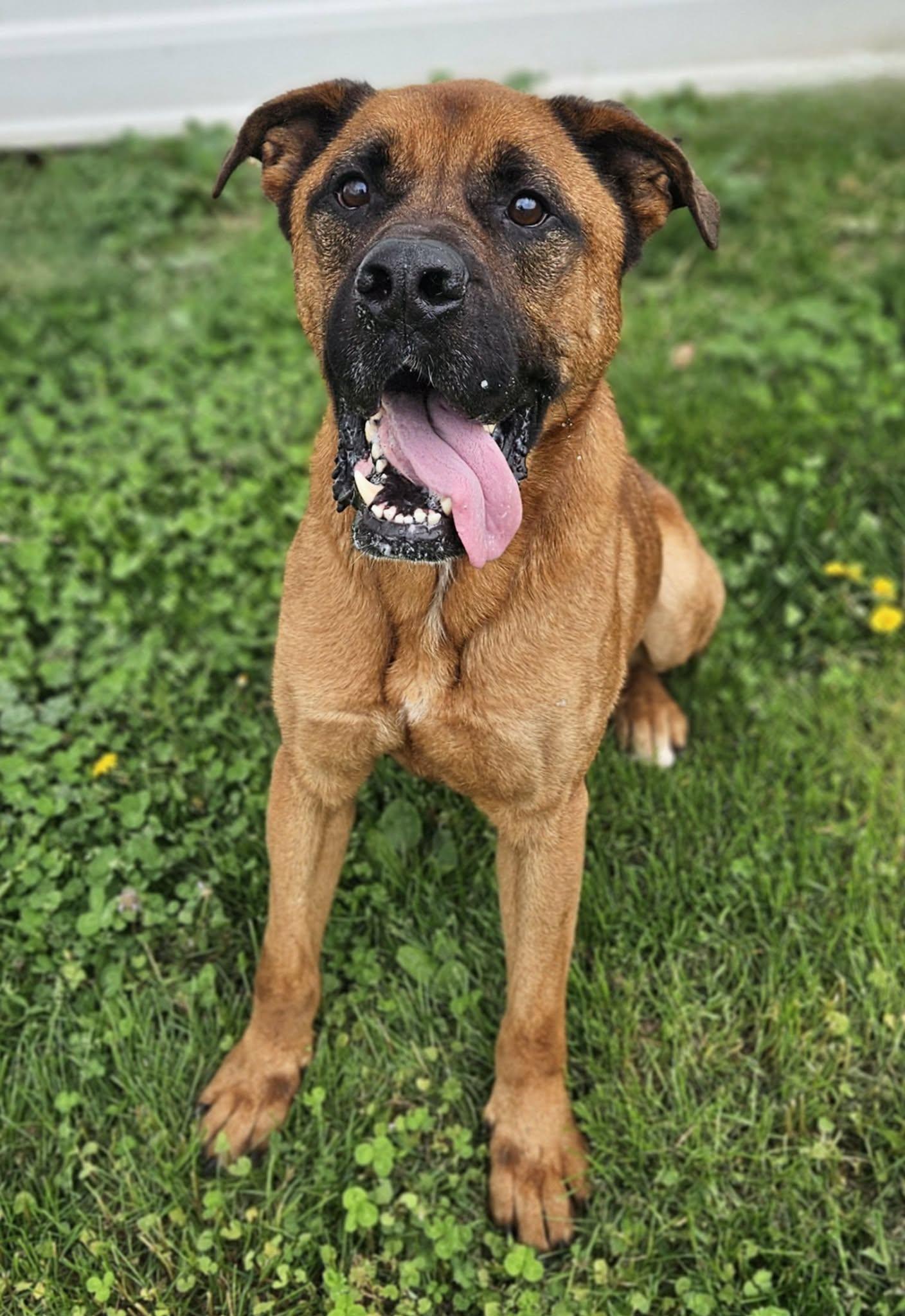 Enlarge Mason , an adoptable mixed breed in Wapakoneta, OH image 6/6