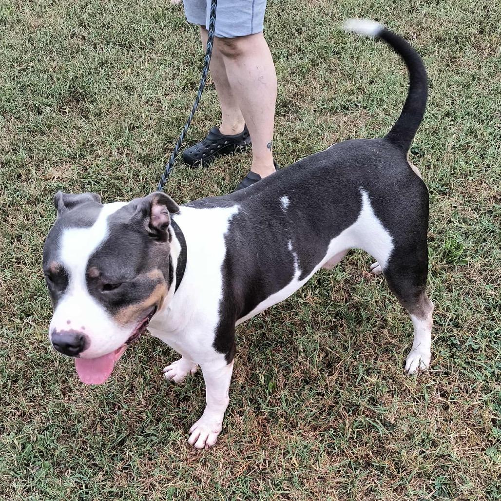 Enlarge Brave, a Adoptable American Bulldog in Pittsburg, KS image 1/6