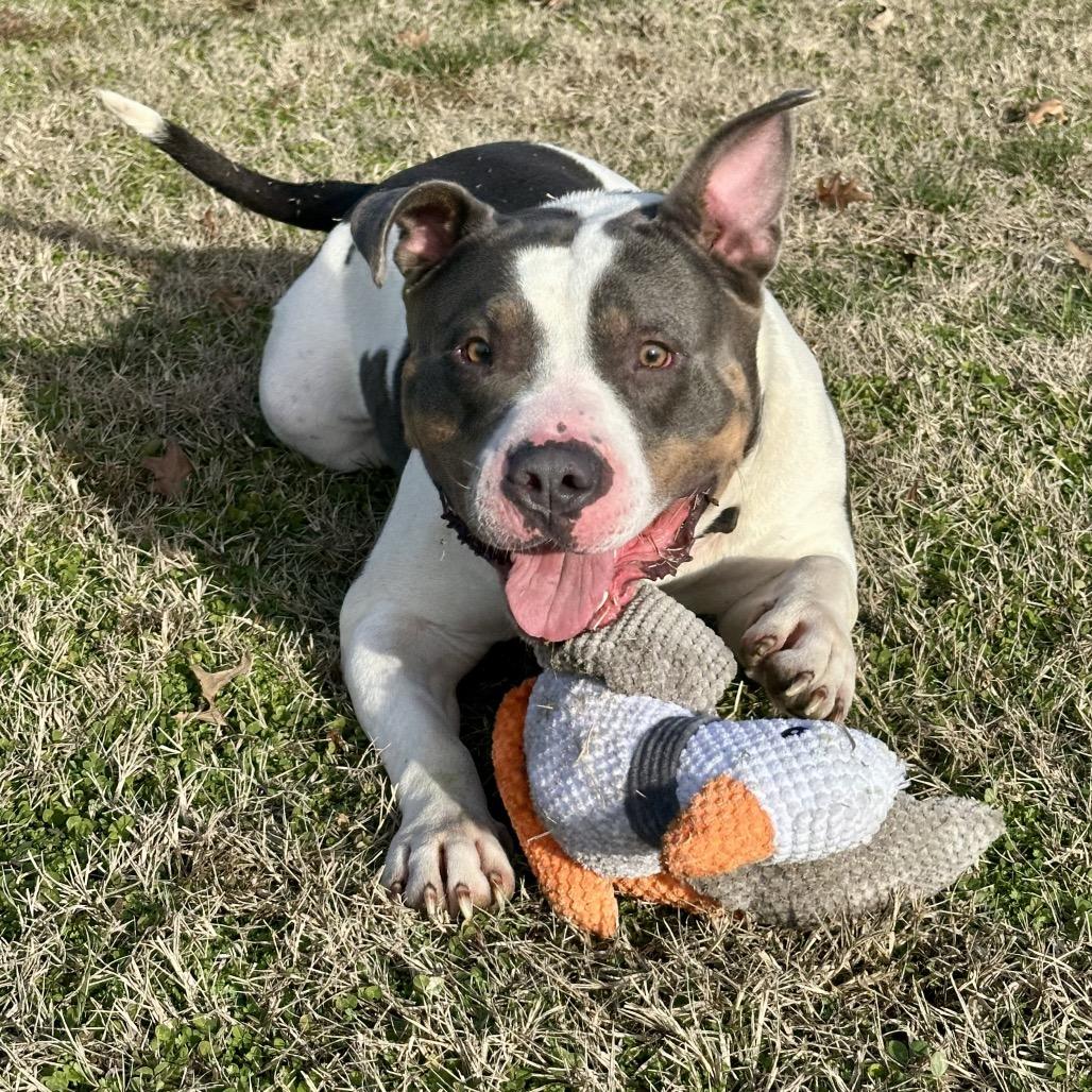 Enlarge Brave, a Adoptable American Bulldog in Pittsburg, KS image 2/6