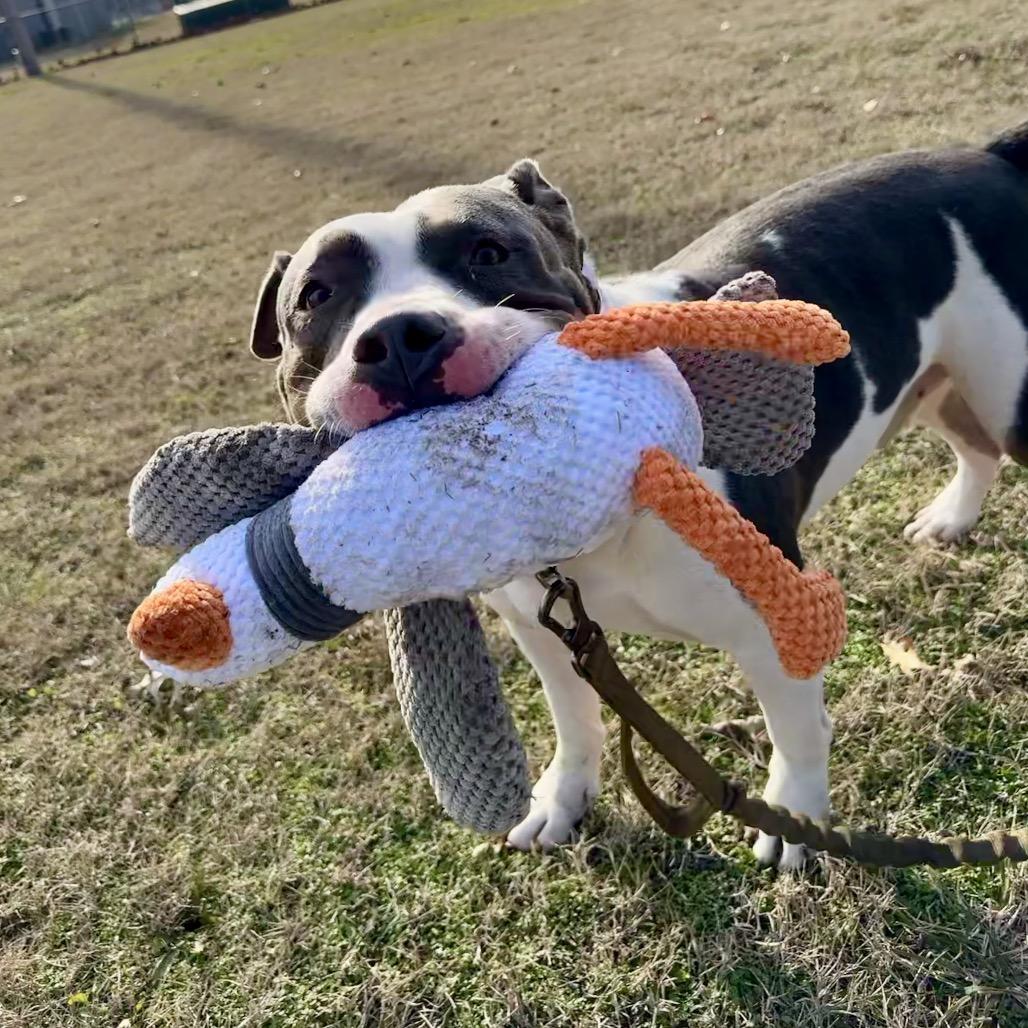 Enlarge Brave, a Adoptable American Bulldog in Pittsburg, KS image 3/6