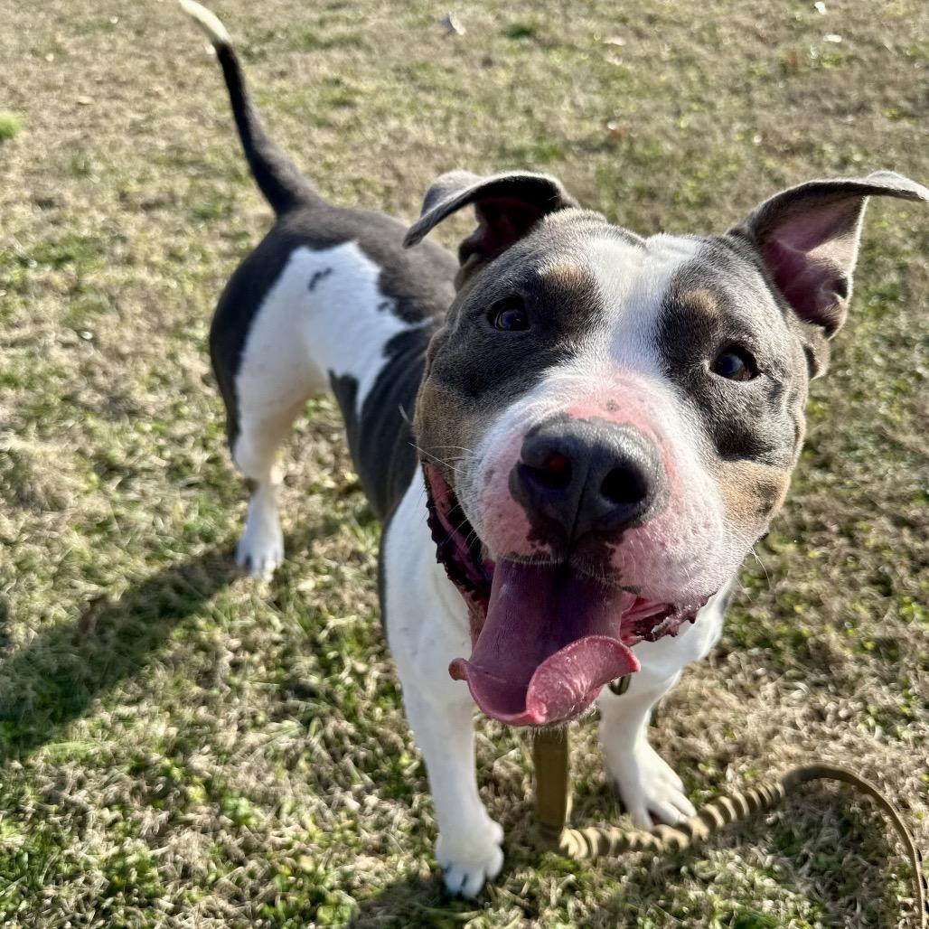 Enlarge Brave, a Adoptable American Bulldog in Pittsburg, KS image 4/6