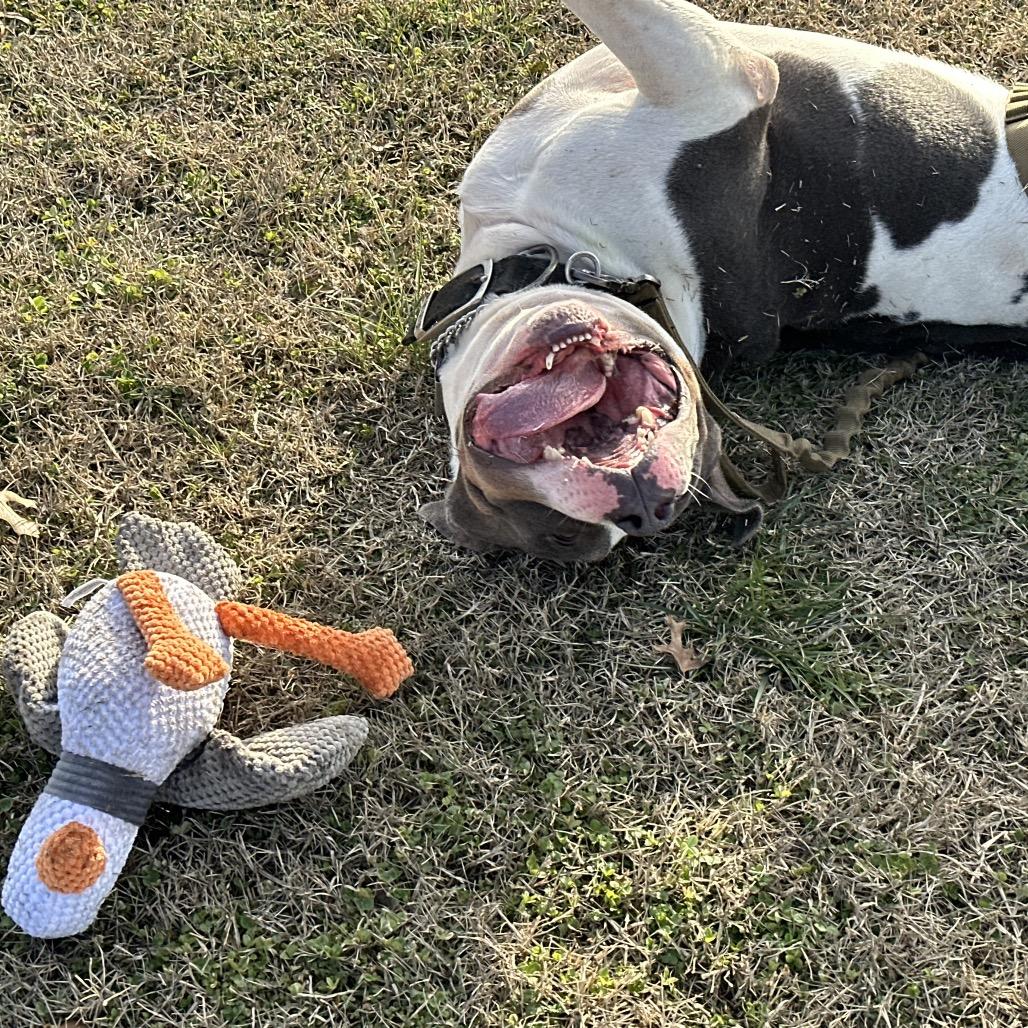 Enlarge Brave, a Adoptable American Bulldog in Pittsburg, KS image 5/6