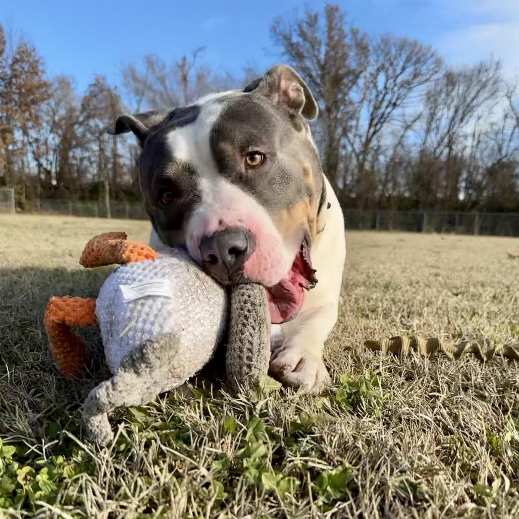 Enlarge Brave, a Adoptable American Bulldog in Pittsburg, KS image 6/6