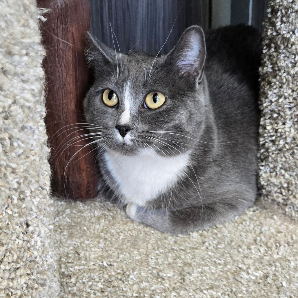 Enlarge Charlotte, a Adoptable Domestic Short Hair in LYLE, MN image 1/1