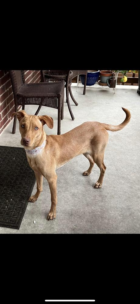 Becky, Adoptable, Puppy Female Vizsla.