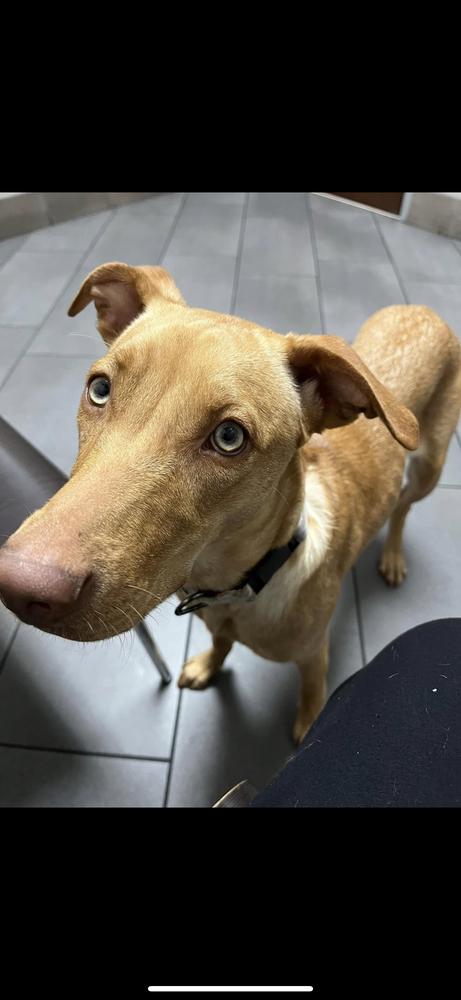 Enlarge Becky, a Adoptable Vizsla in New Bedford, MA image 2/6