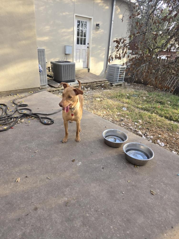 Enlarge Becky, a Adoptable Vizsla in New Bedford, MA image 4/6