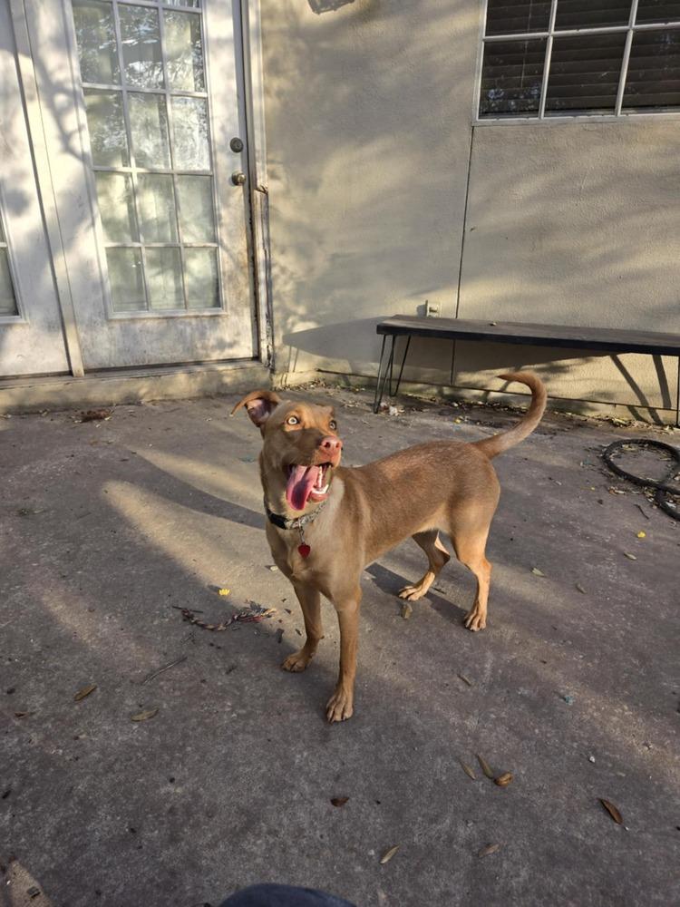 Becky, Adoptable, Puppy Female Vizsla.