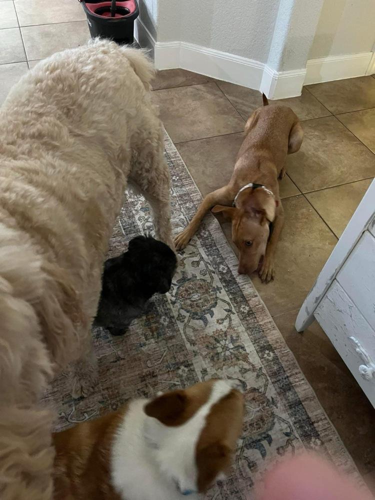 Enlarge Becky, a Adoptable Vizsla in New Bedford, MA image 6/6