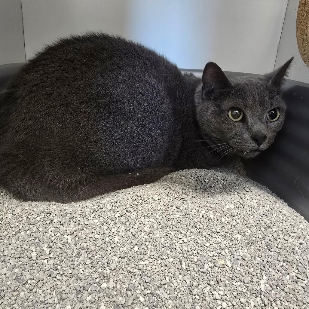 Martha, Adoptable, Senior Female Domestic Short Hair.