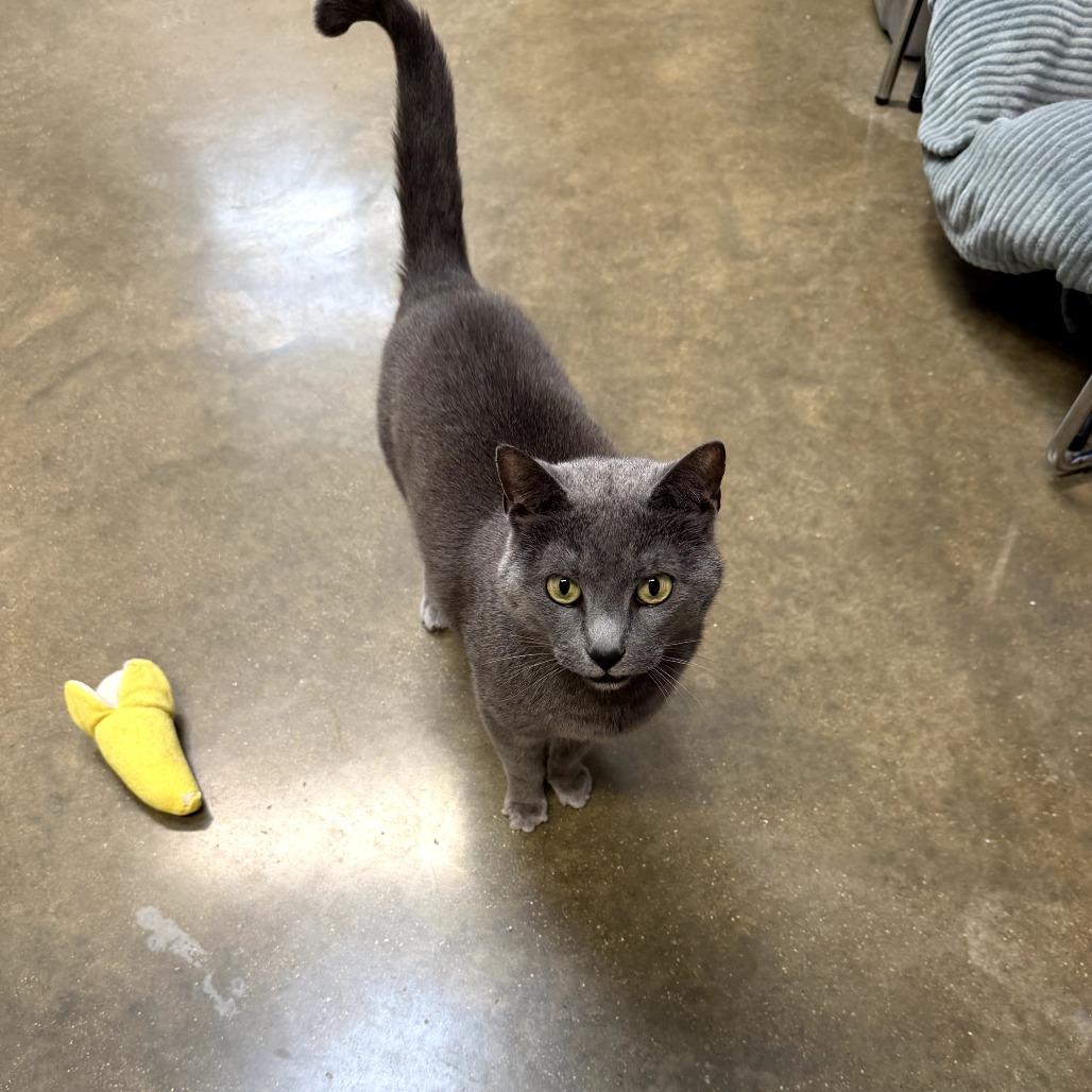 Enlarge Martha, a Adoptable Domestic Short Hair in Jasper, IN image 2/2