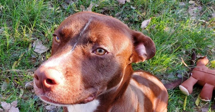 Buddy, Adoptable, Young Male Pit Bull Terrier & Labrador Retriever.
