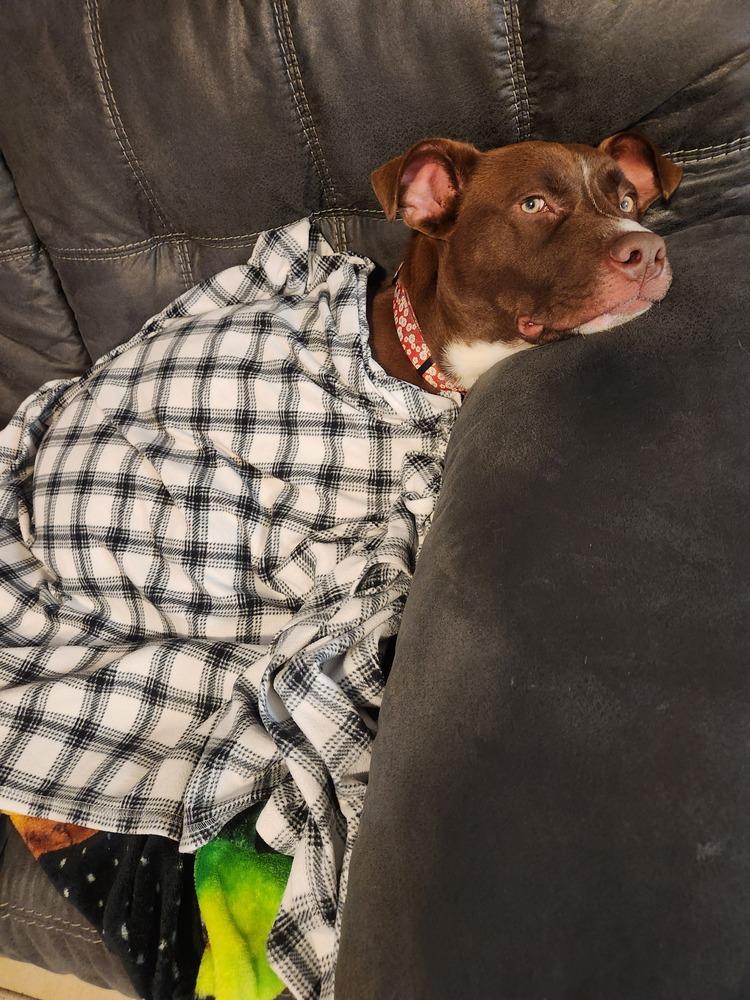 Enlarge Buddy, a Adoptable mixed breed in San Antonio, TX image 2/5