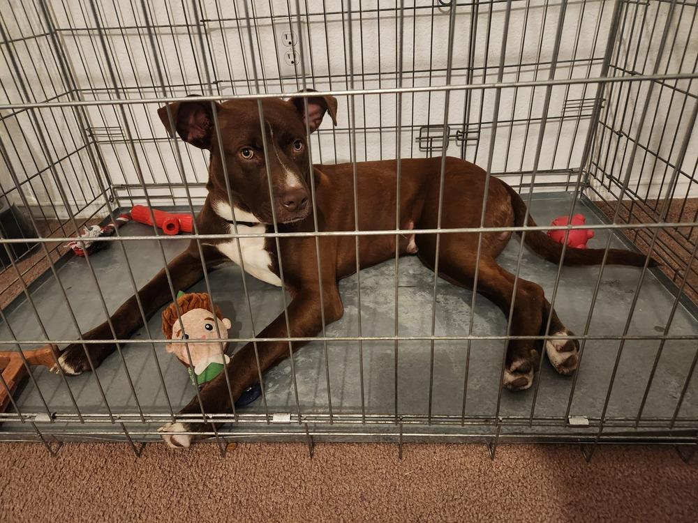 Enlarge Buddy, a Adoptable mixed breed in San Antonio, TX image 4/5