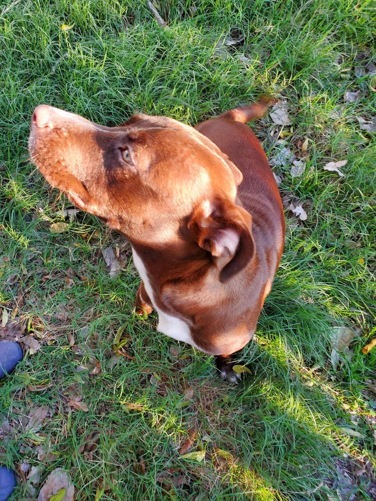 Buddy, Adoptable, Young Male Pit Bull Terrier & Labrador Retriever.