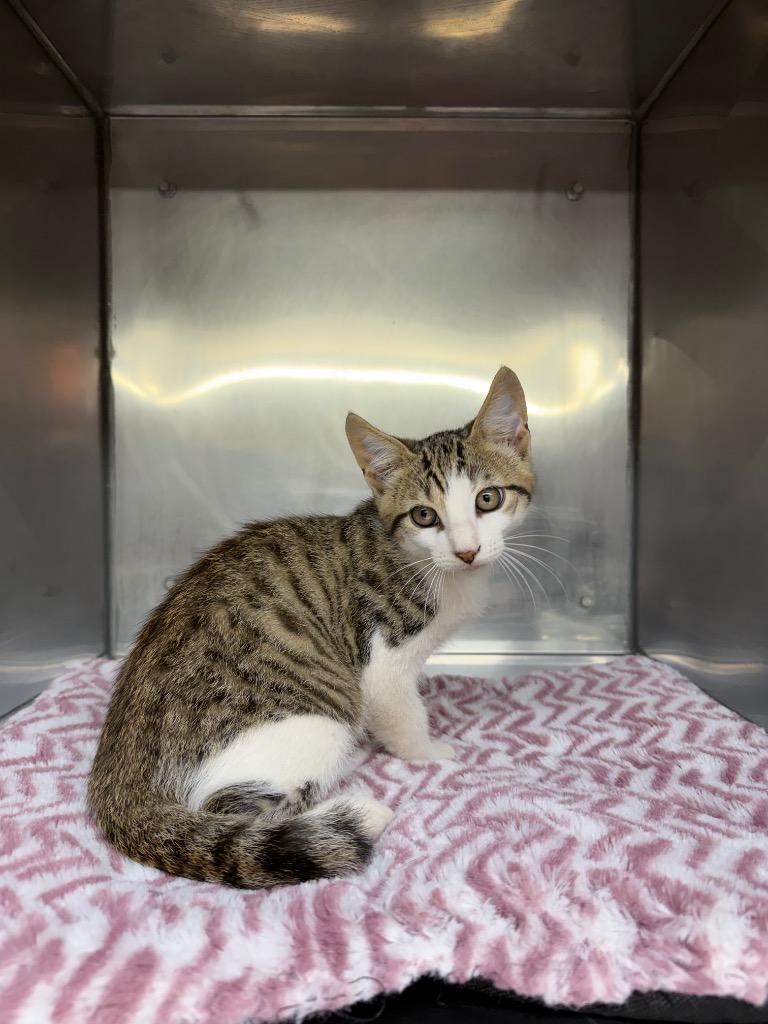 Enlarge Brisket, a Adoptable mixed breed in Murray, KY image 2/2