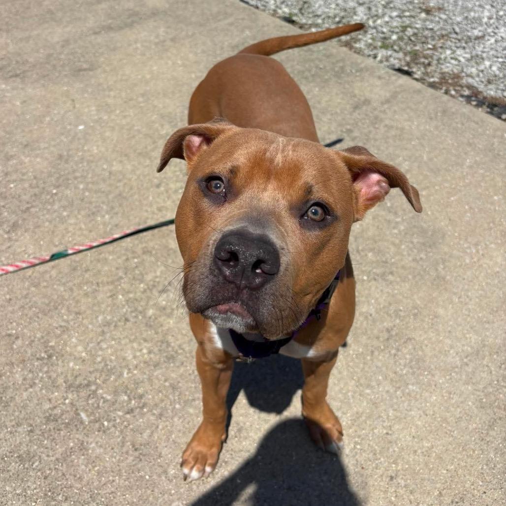 Enlarge Scooter, a Adoptable Mixed Breed in Edwardsville, IL image 4/6
