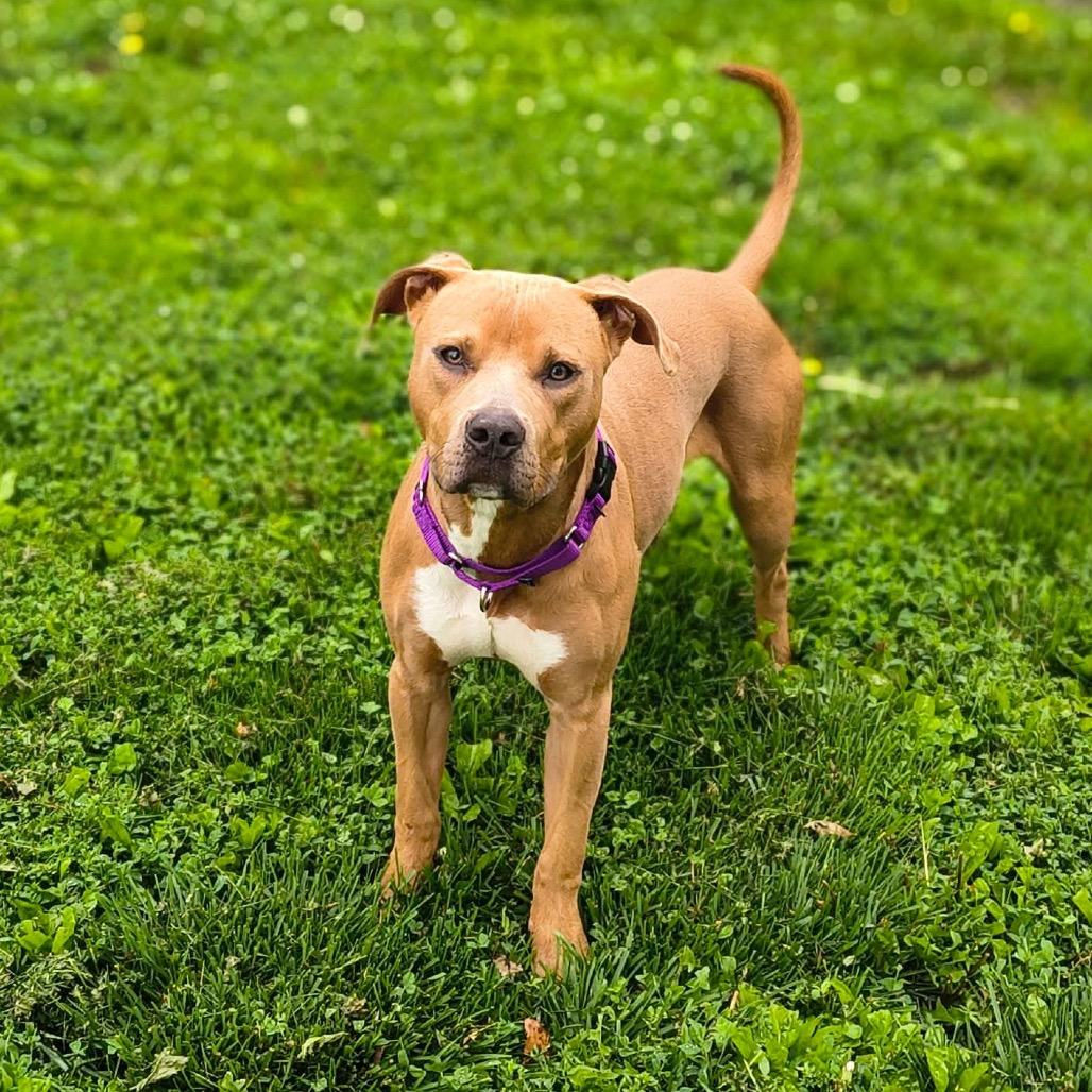 Enlarge Scooter, a Adoptable Mixed Breed in Edwardsville, IL image 5/6