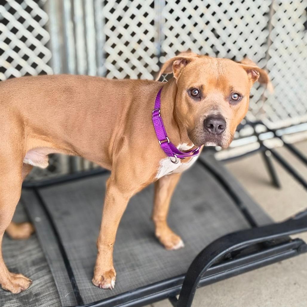 Enlarge Scooter, a Adoptable Mixed Breed in Edwardsville, IL image 6/6