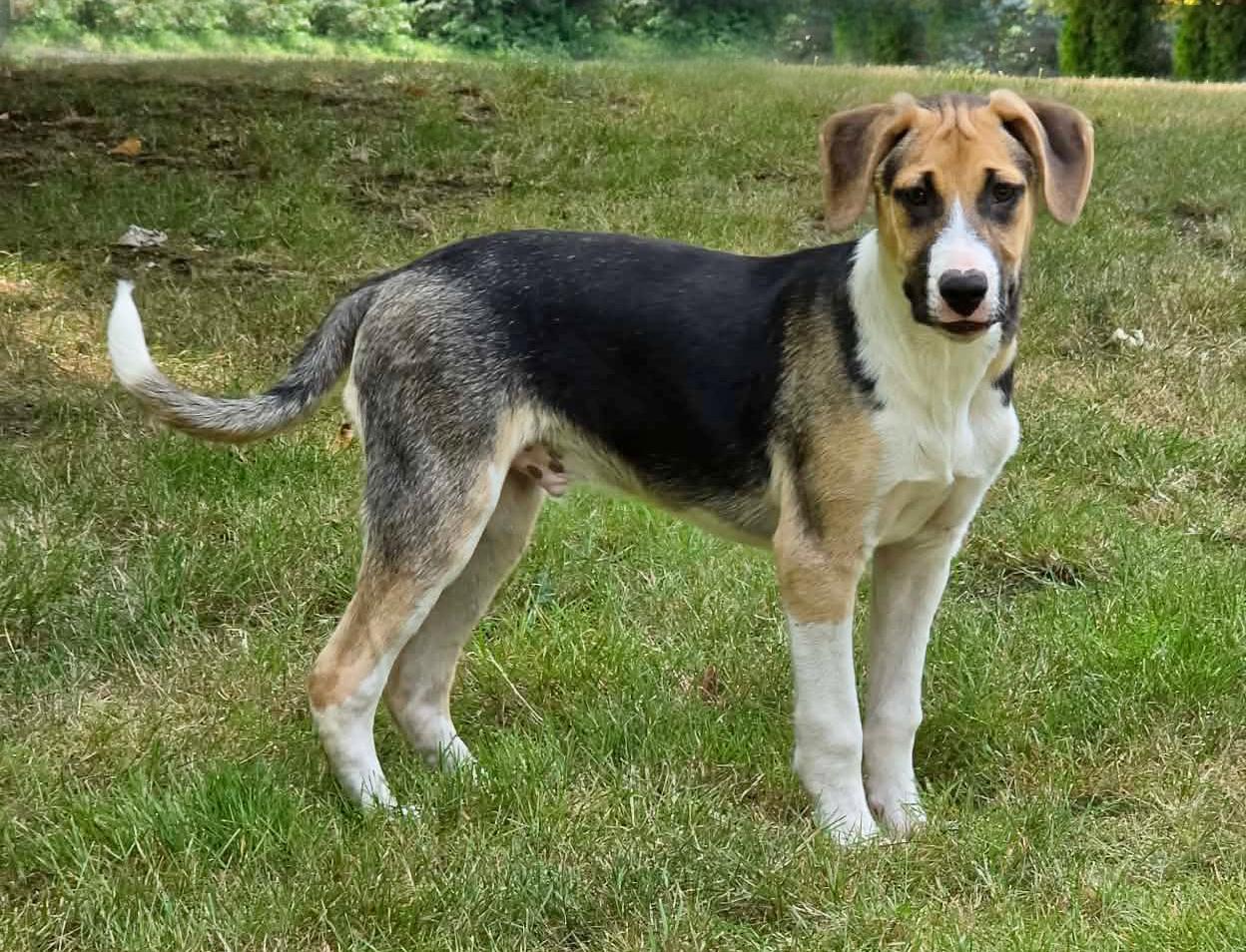 Kaweah (River litter), a Adoptable Mixed Breed in Silvana, WA image 2/6
