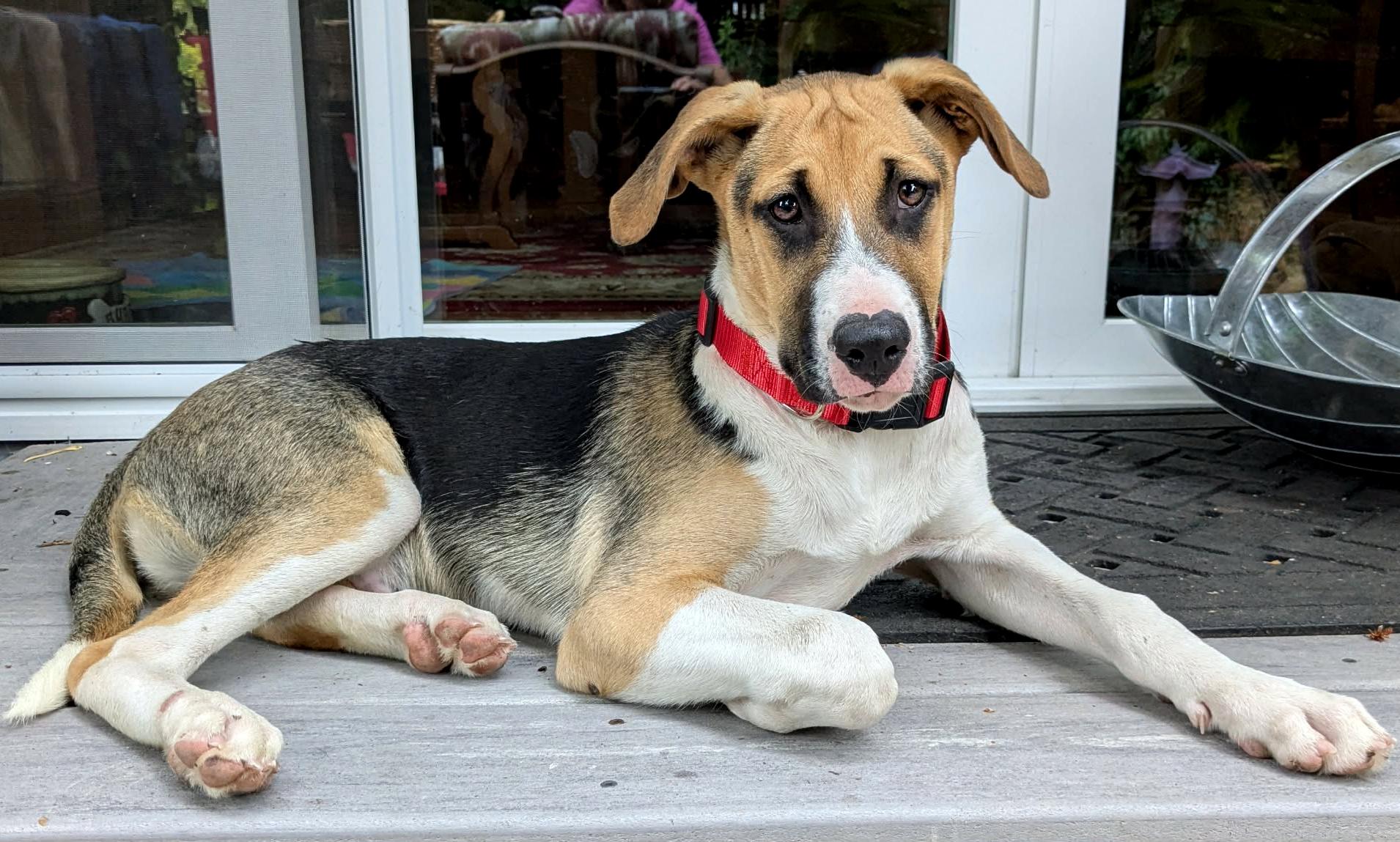 Kaweah (River litter), a Adoptable Mixed Breed in Silvana, WA image 4/6