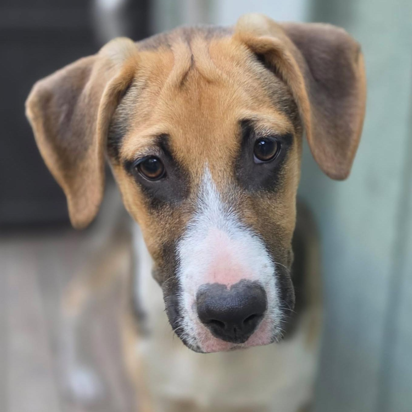 Kaweah (River litter), Adoptable, Puppy Male Mixed Breed.