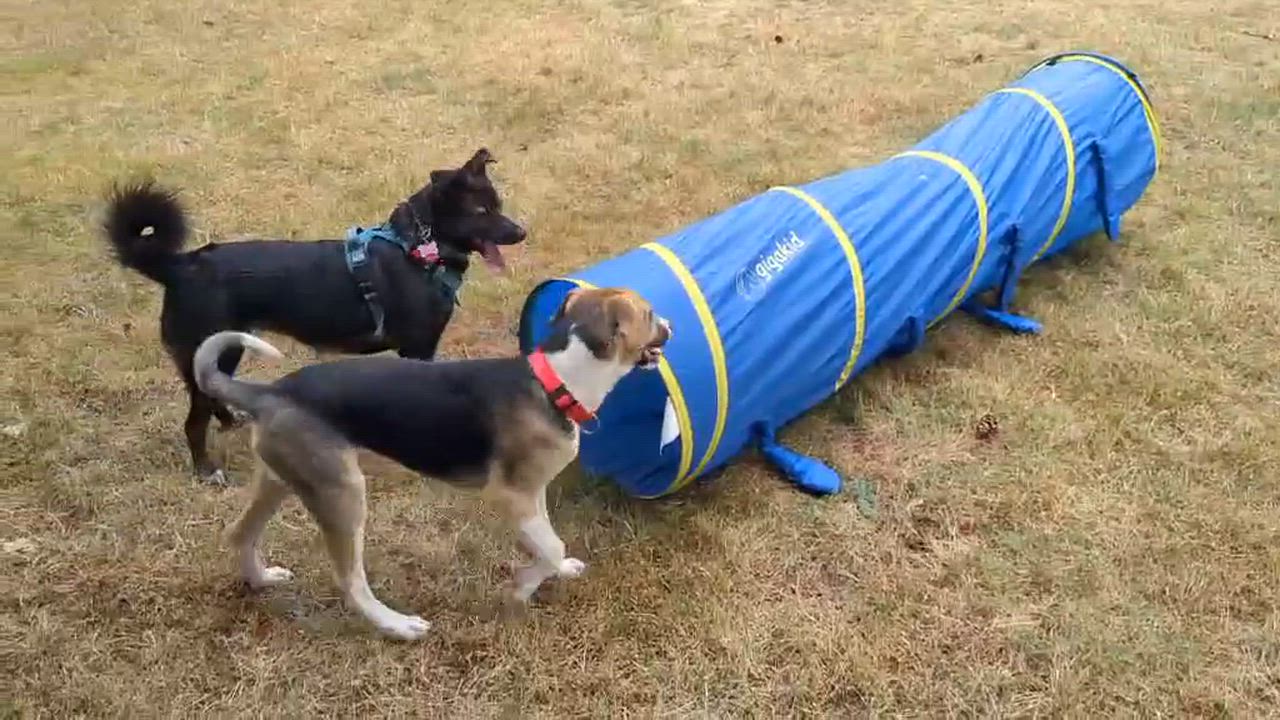 Enlarge Kaweah (River litter), a Adoptable Mixed Breed in Silvana, WA video 6/6