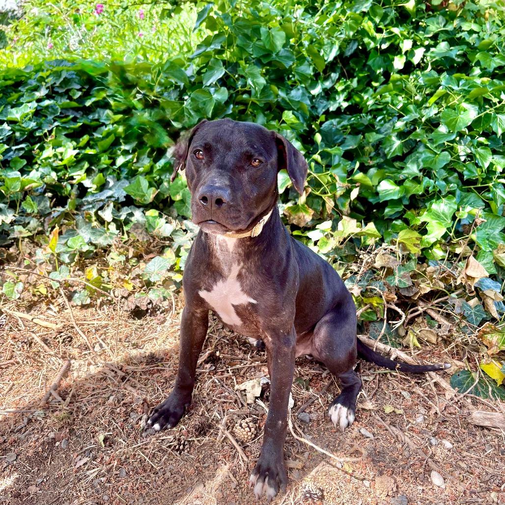 Connor, a Adoptable Mixed Breed in Portland, OR image 1/4