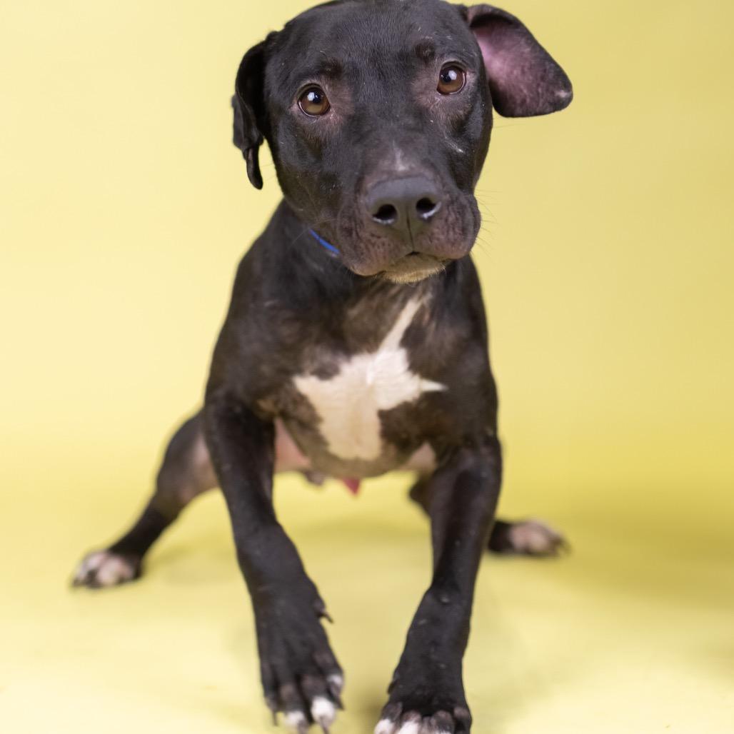 Connor, a Adoptable Mixed Breed in Portland, OR image 2/4