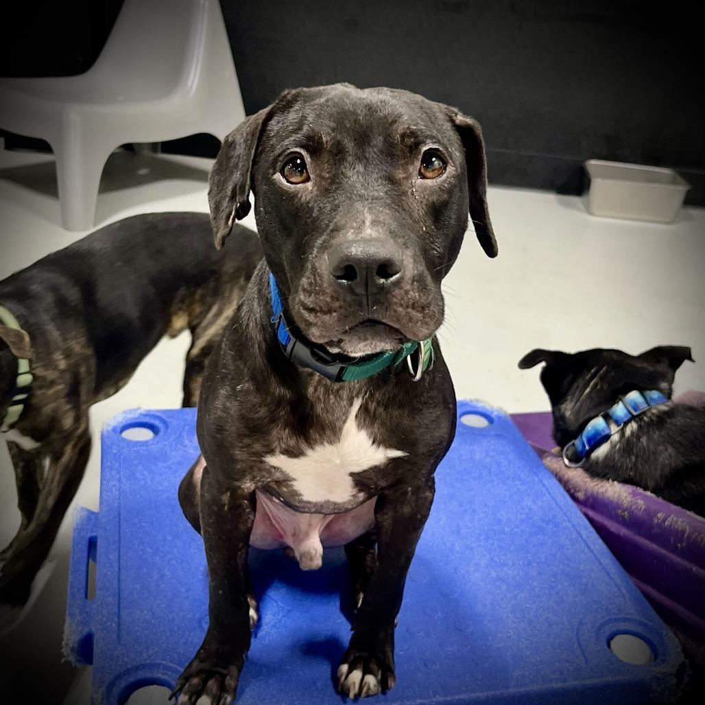 Connor, a Adoptable Mixed Breed in Portland, OR image 3/4