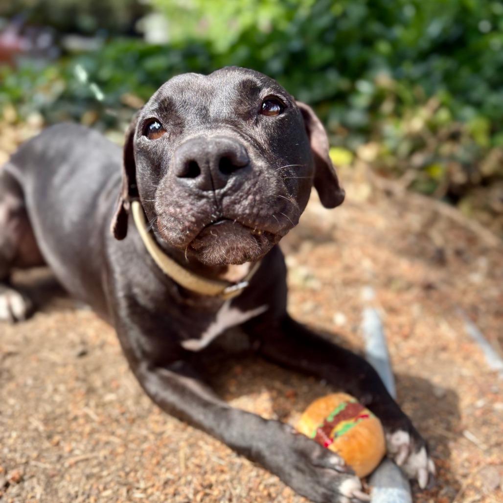 Connor, a Adoptable Mixed Breed in Portland, OR image 4/4