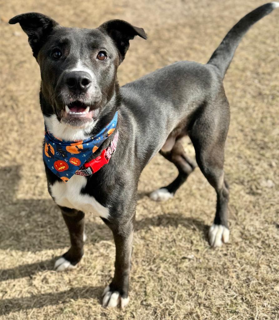 Chief, Adoptable, Young Male Mountain Cur & Pit Bull Terrier.