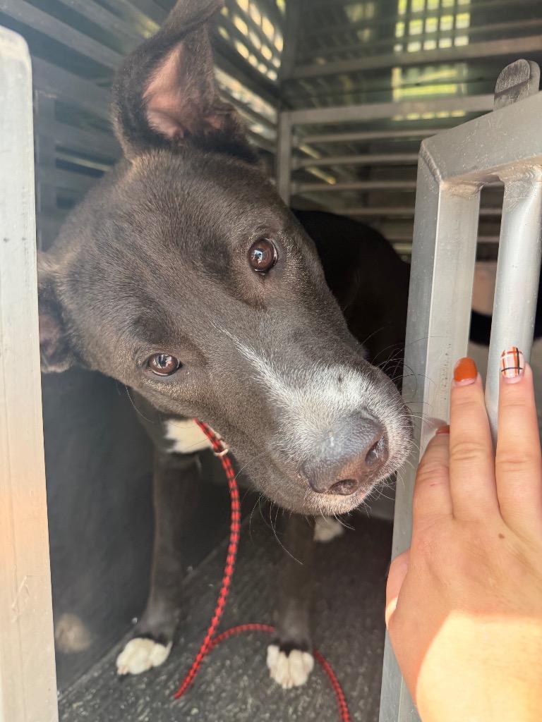 Enlarge Chief, a Adoptable mixed breed in Great Bend, KS image 4/6