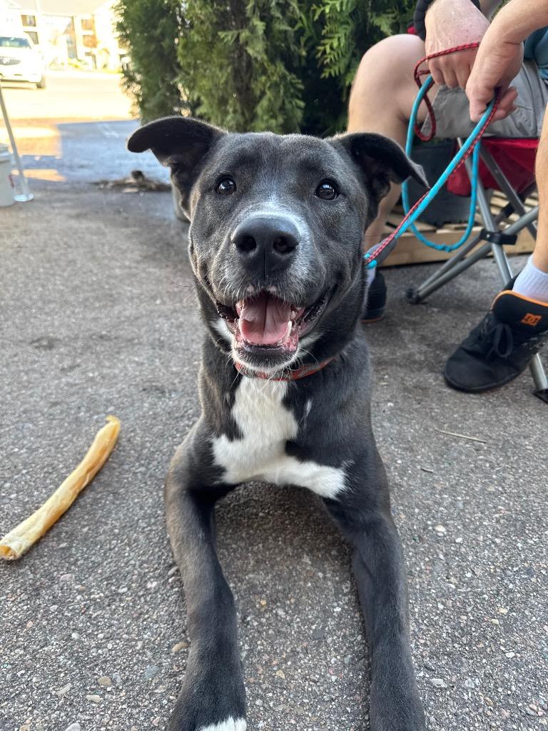 Enlarge Chief, a Adoptable mixed breed in Great Bend, KS image 1/5