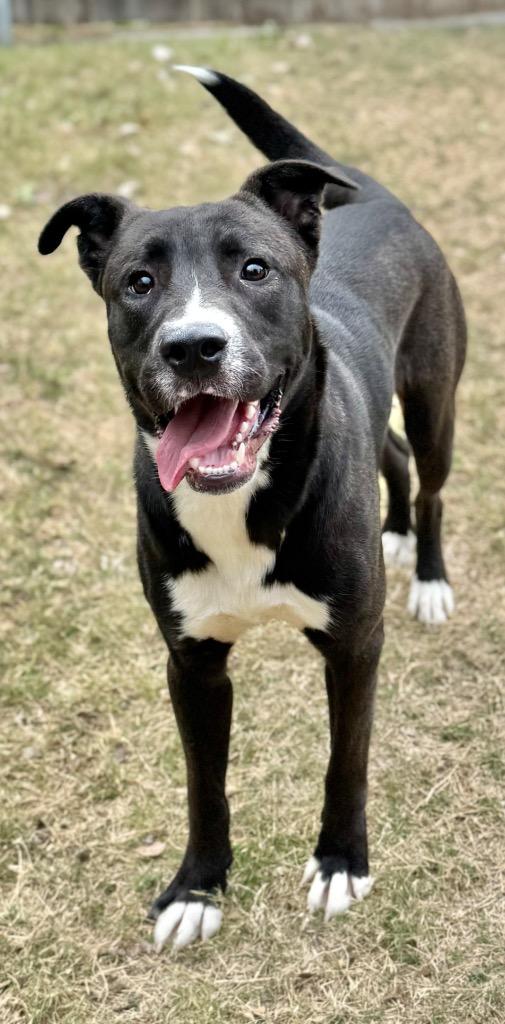 Enlarge Chief, a Adoptable mixed breed in Great Bend, KS image 3/4