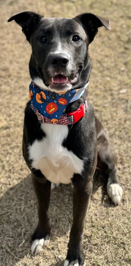 Enlarge Chief, a Adoptable mixed breed in Great Bend, KS image 5/5